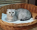 Кошки в Мур: Шотландская фолд, Бесплатно - фото 2