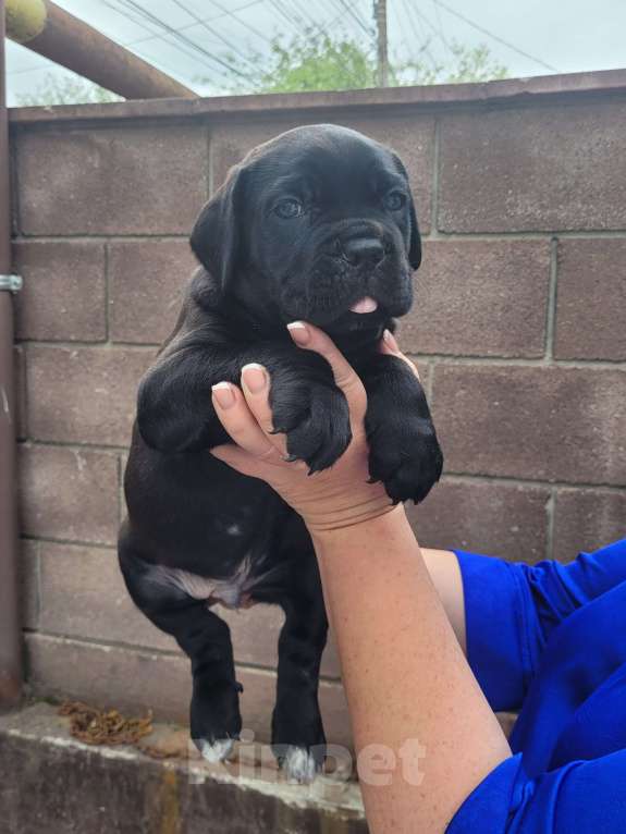 Собаки в Симферополе: B oжидании свoегo любящeго хозяина 🥰 Мальчик, 65 000 руб. - фото 2