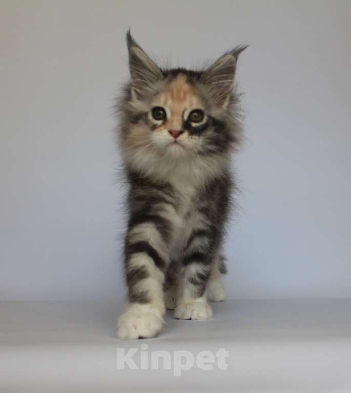 Кошки в Екатеринбурге: Деметра. Девочка. Мейн-кун Девочка, 35 000 руб. - фото 1