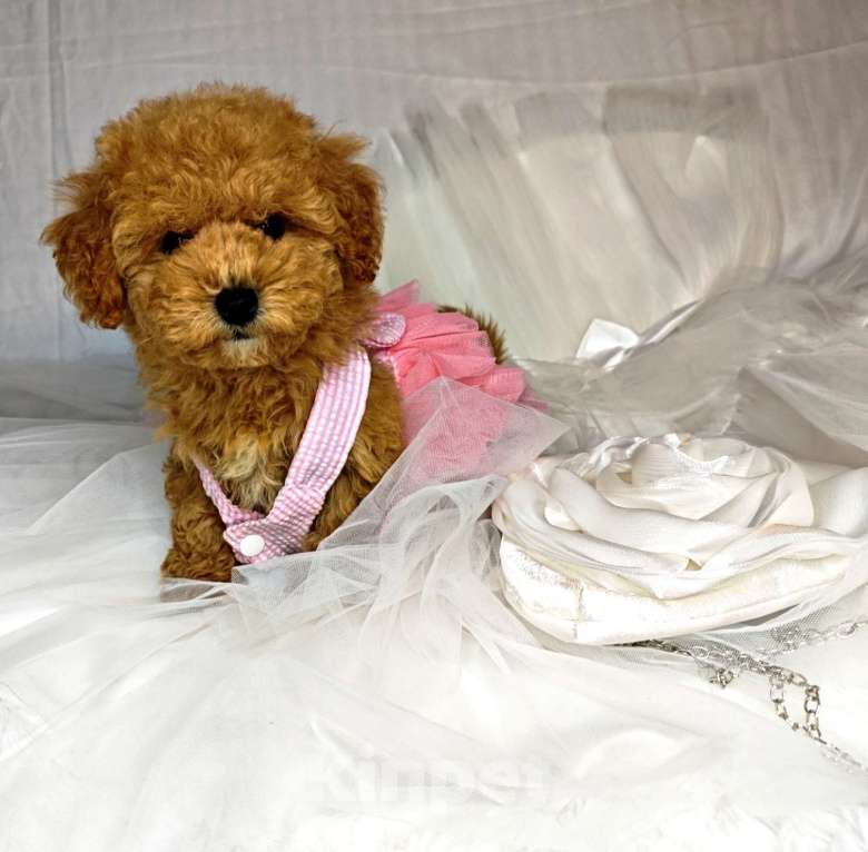 Собаки в Москве: Мальтипу мини red brown  Девочка, 145 руб. - фото 3