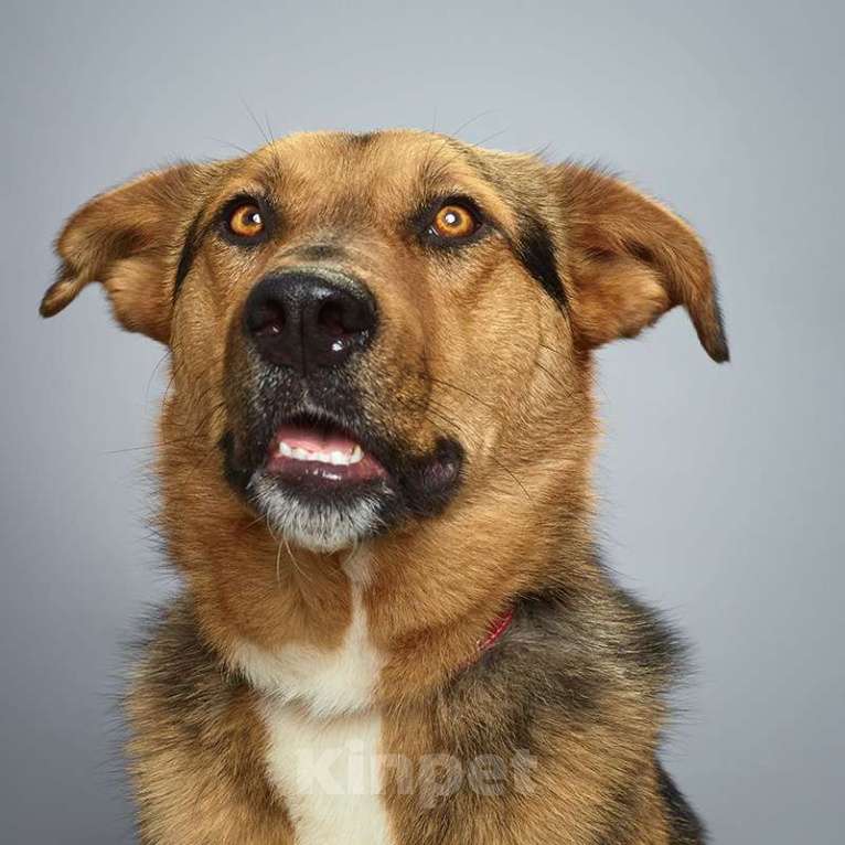 Собаки в Москве: Кристи Девочка, Бесплатно - фото 2