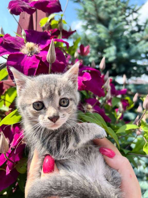 Кошки в Москве: Малышка Бэтси (3 мес.) ищет дом Девочка, Бесплатно - фото 2
