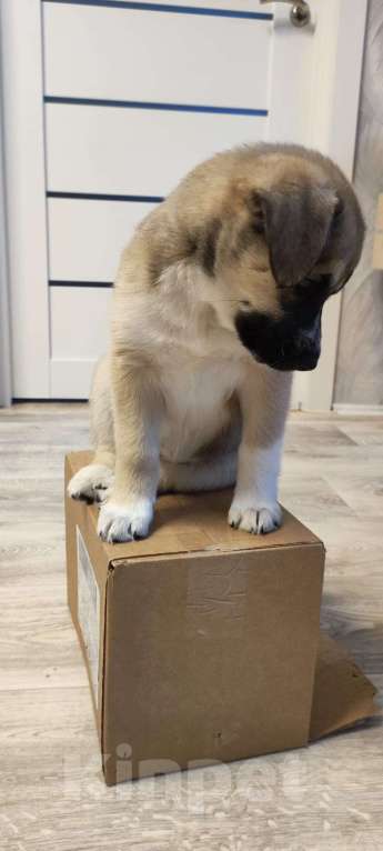 Собаки в Москве: Щенок в дар Девочка, Бесплатно - фото 2