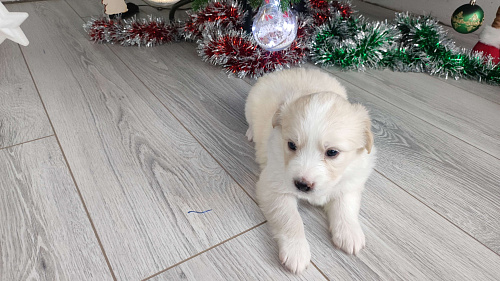 Бордер колли митис (пушинка)