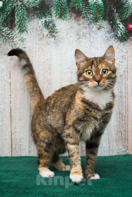 Кошки в Москве: Жемчужина с рынка ищет свою семью Девочка, Бесплатно - фото 1