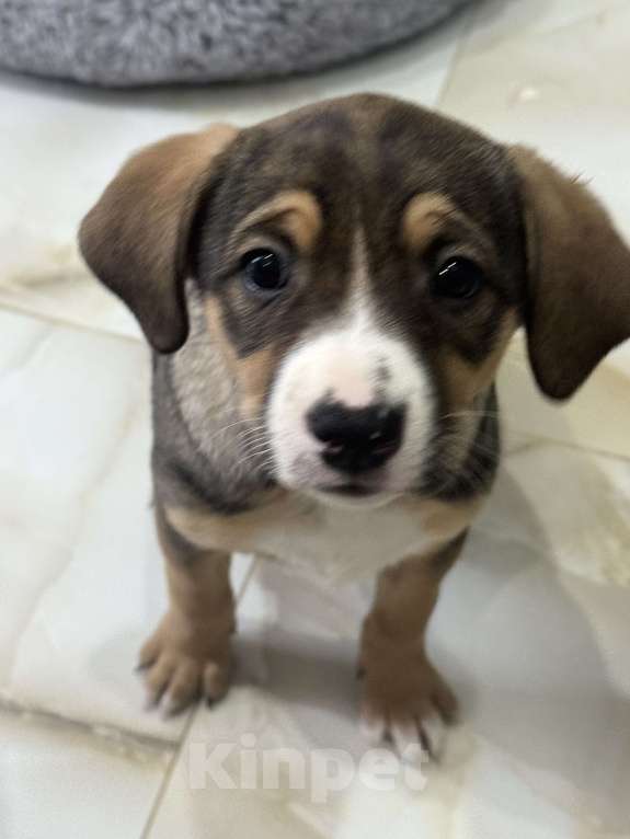 Собаки в Москве: Булочка ищет добрый дом Девочка, Бесплатно - фото 1