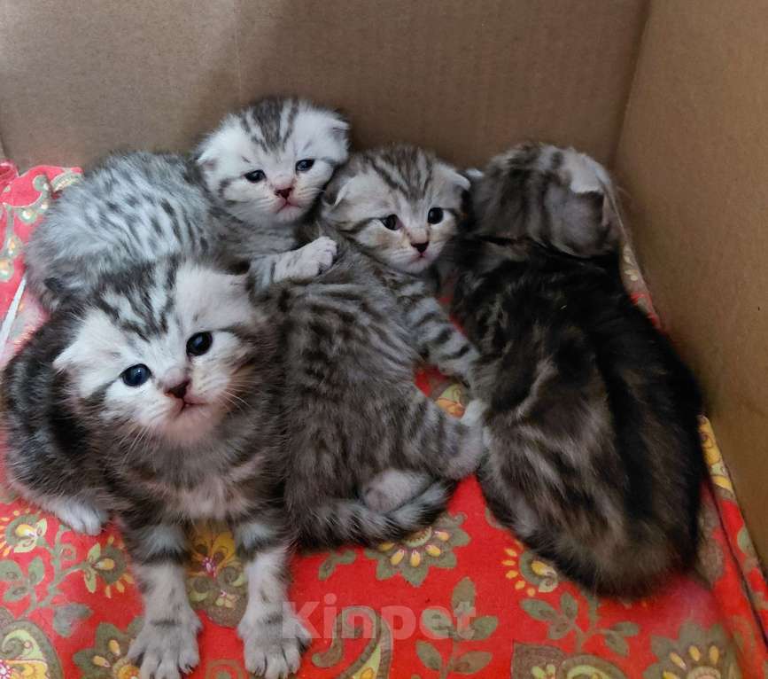 Кошки в Казани: Шотландские вислоухие котята Девочка, 4 000 руб. - фото 3
