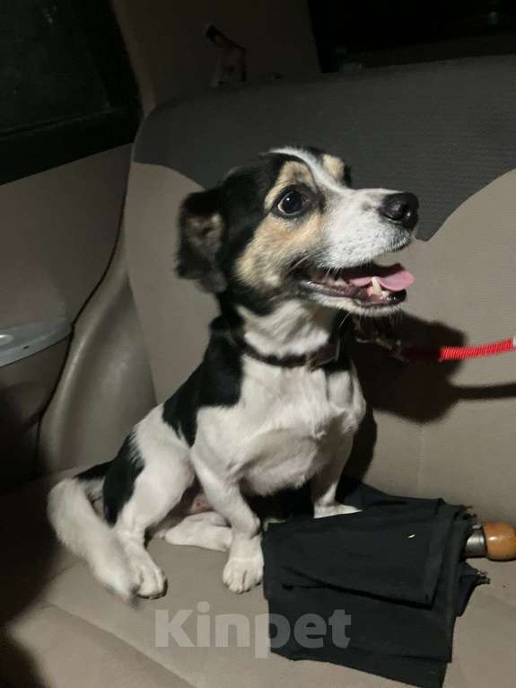 Собаки в Москве: Коротколапик Рони - метис джек рассела ищет дом! Мальчик, Бесплатно - фото 7