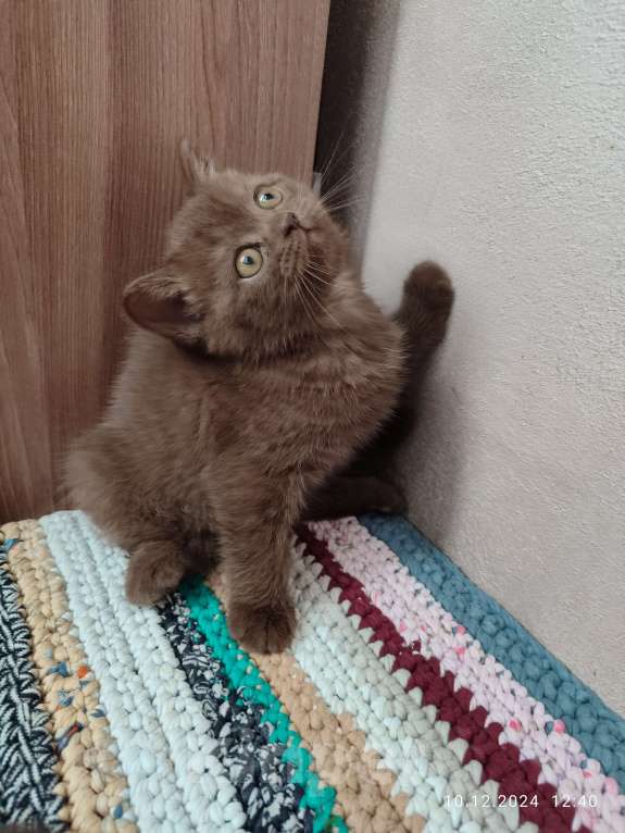 Кошки в Москве: Шоколадная девочка Девочка, 20 000 руб. - фото 7