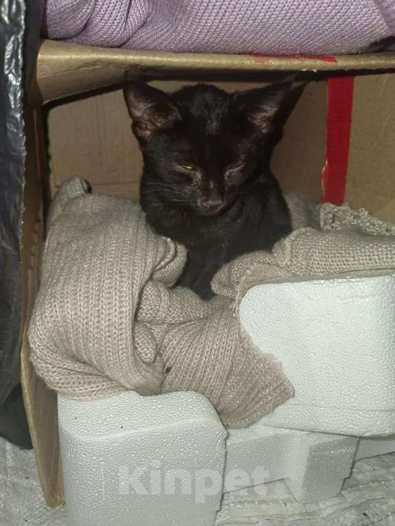 Кошки в Рязани: Котенок-подкидыш в добрые руки  Мальчик, Бесплатно - фото 3