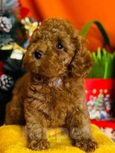 Собаки в Москве: Милые малыши той пудель. Мальчик, 75 000 руб. - фото 4