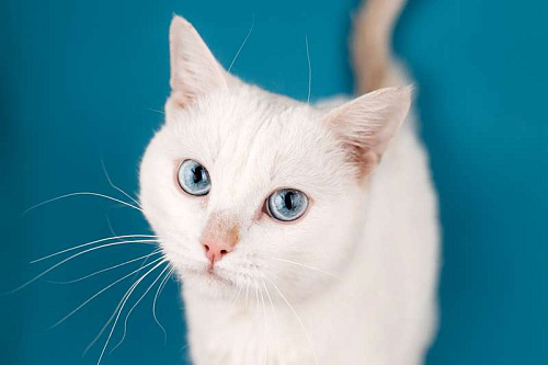 Объявление: Белый синеглазый кот Топаз в добрые руки, 1 руб., Москва