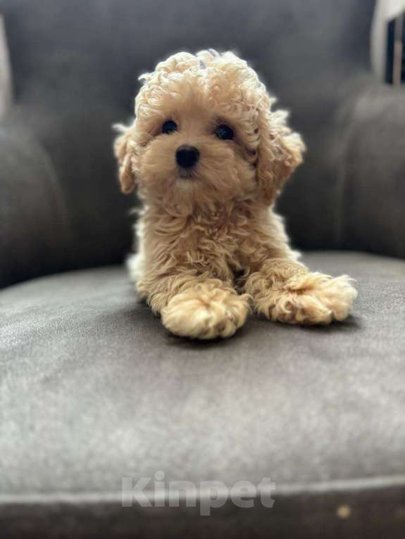 Собаки в Москве: Мальтипу мини кукольный мальчик Мальчик, 150 000 руб. - фото 2