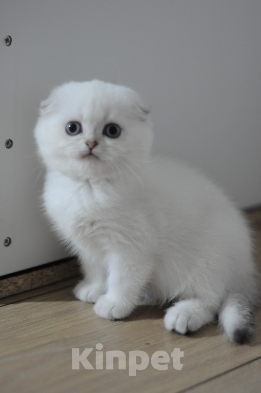 Кошки в Бахчисарае: Шотландский вислоухий котенок Девочка, 55 000 руб. - фото 4