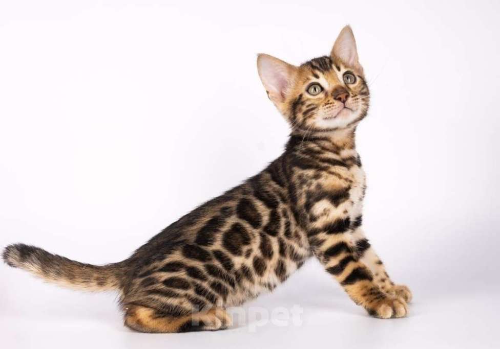 Кошки в Москве: Бенгальские котята  Мальчик, 25 000 руб. - фото 7