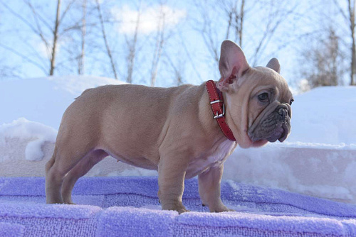 Девочка палевоголубая