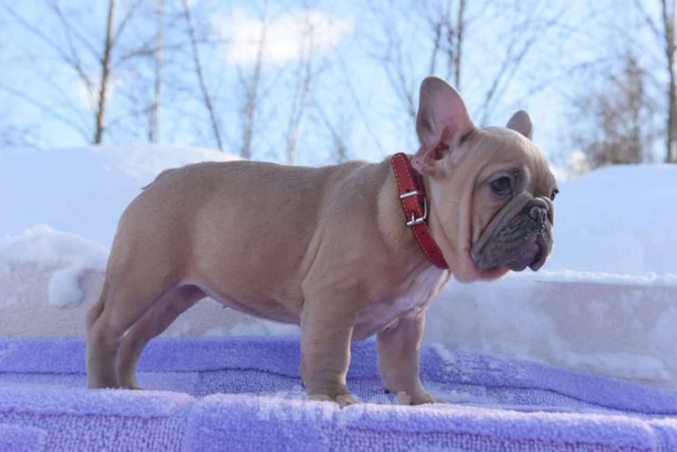 Собаки в Москве: Девочка палевоголубая Девочка, 55 000 руб. - фото 1