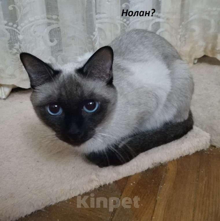 Кошки в Москве: Чистопородные тайцы из питомника за символическую сумму Разнополые, Бесплатно - фото 3