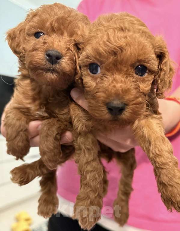 Собаки в Егорьевске: Щенки пуделя ред браун миниатюра Девочка, 60 000 руб. - фото 7