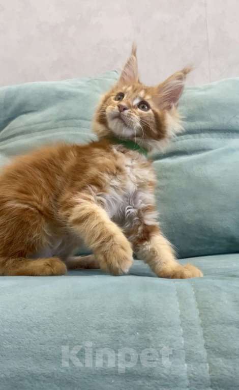 Кошки в Иркутске: Котенок мейн-кун. Мальчик, 35 000 руб. - фото 2