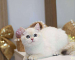 Кошки в Москве: Британская девочка Лолла Девочка, 100 000 руб. - фото 3