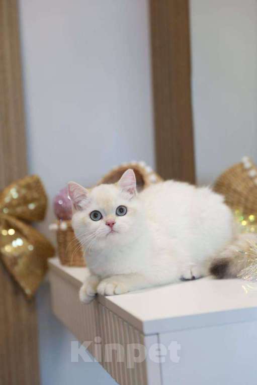 Кошки в Москве: Британская девочка Лолла Девочка, 100 000 руб. - фото 3