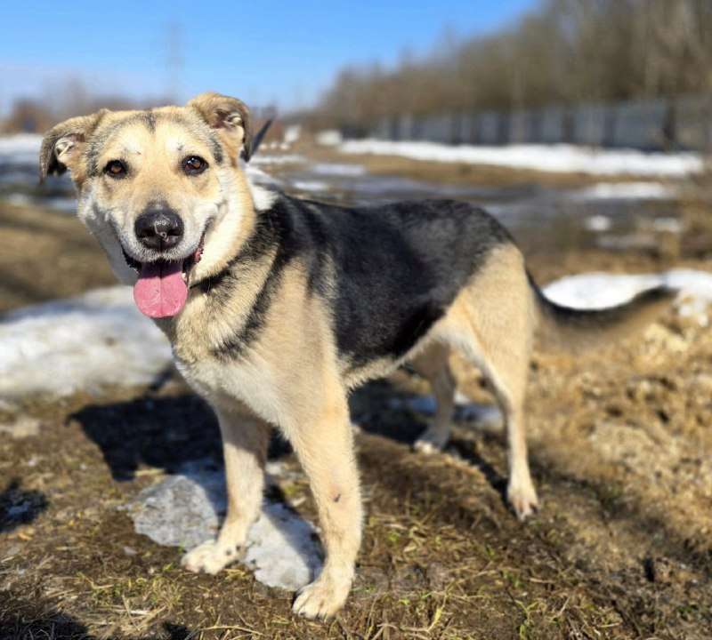 Собаки в Королеве: 1 шанс на 1000! Девочка, Бесплатно - фото 2
