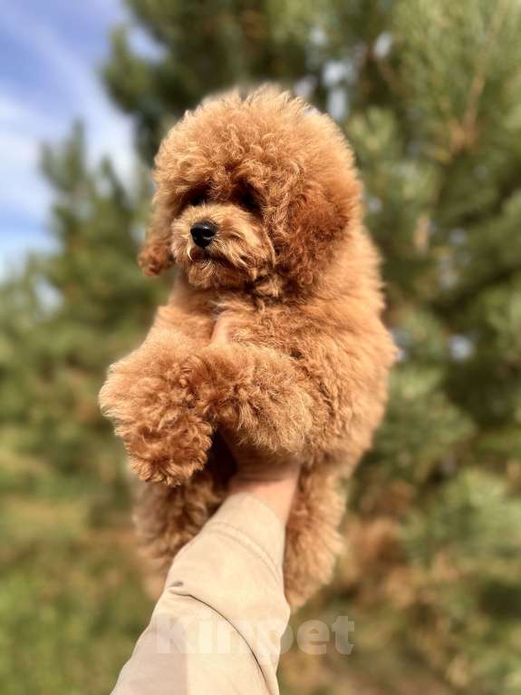 Собаки в других городах Владимирской области: Пудель той Мальчик, 150 000 руб. - фото 2