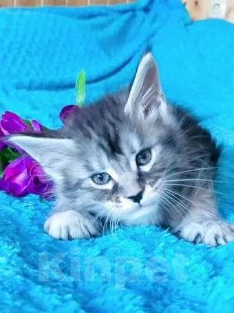 Кошки в Челябинске: 🔥🔥🔥КОТЯТА МЕЙН-КУН ПОЛИДАКТ РЕЗЕРВ ПИТОМНИК Разнополые, Бесплатно - фото 1