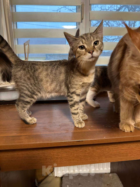 Кошки в Москве: Майя Девочка, Бесплатно - фото 4