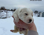 Собаки в Ликино-Дулево: Щенки алабая Мальчик, 15 000 руб. - фото 2