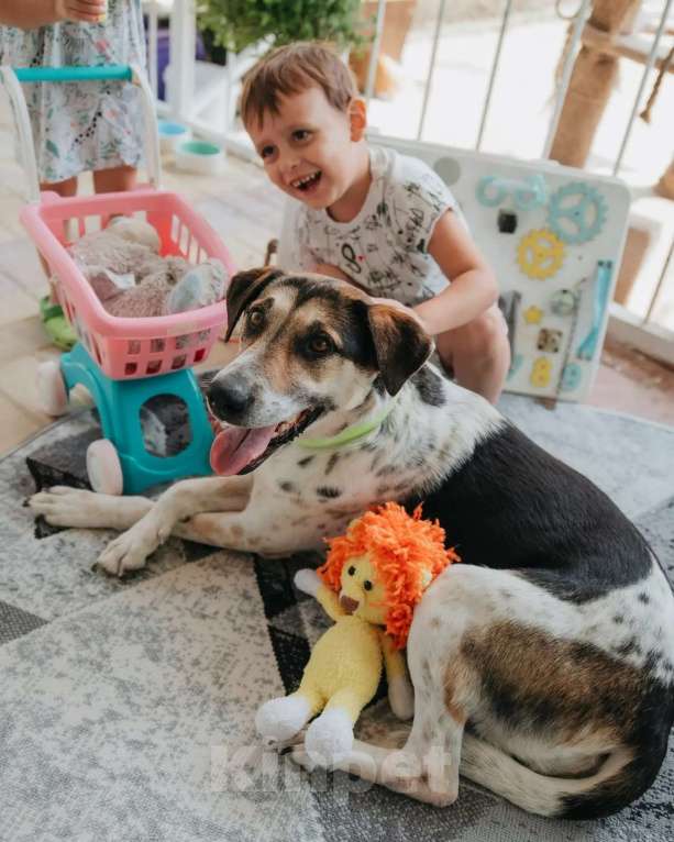 Собаки в Люберцах: Джулия ищет семью Девочка, Бесплатно - фото 9