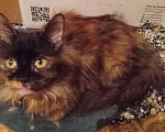 Кошки в Москве: Шоколадно-рыжая сибирская малышка Девочка, Бесплатно - фото 7