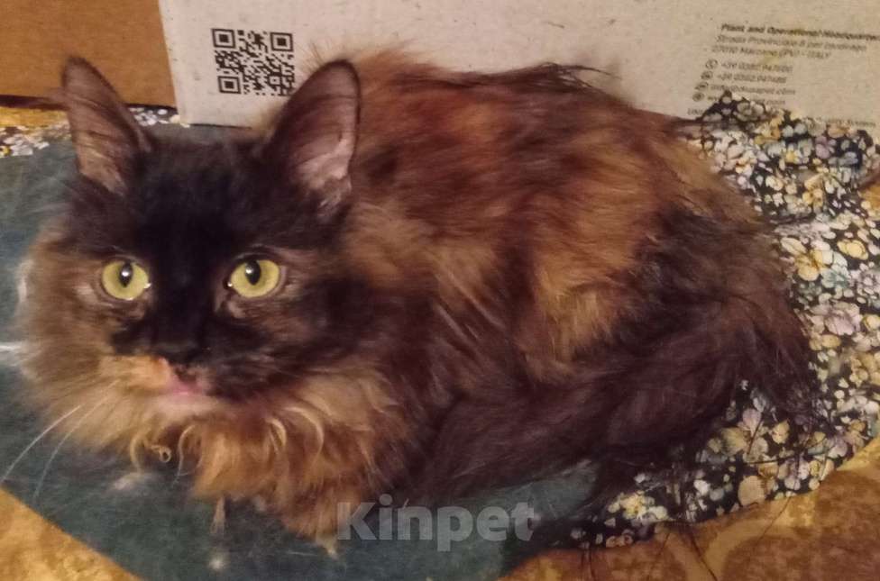 Кошки в Москве: Шоколадно-рыжая сибирская малышка Девочка, Бесплатно - фото 7