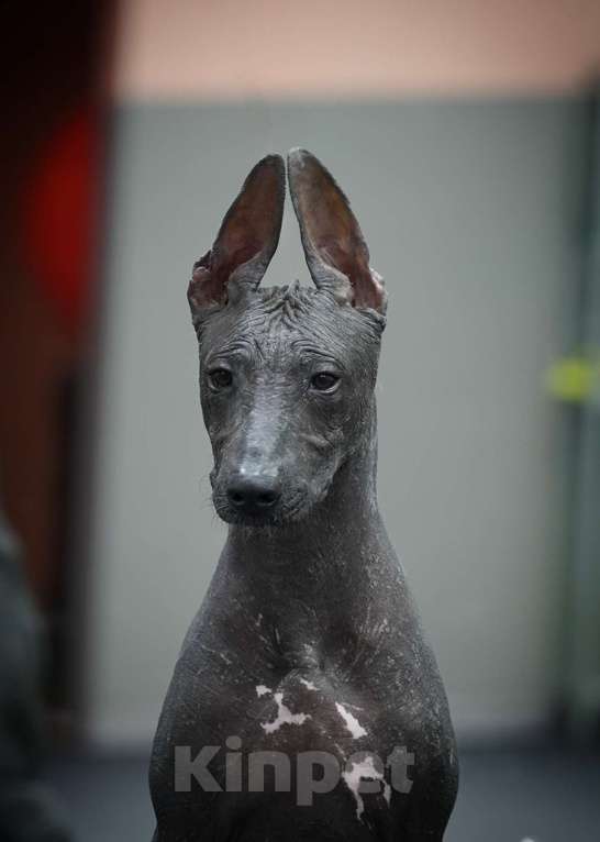 Собаки в Москве: Щенки Ксолоитцкуинтли стандартного размера Мальчик, 70 000 руб. - фото 4