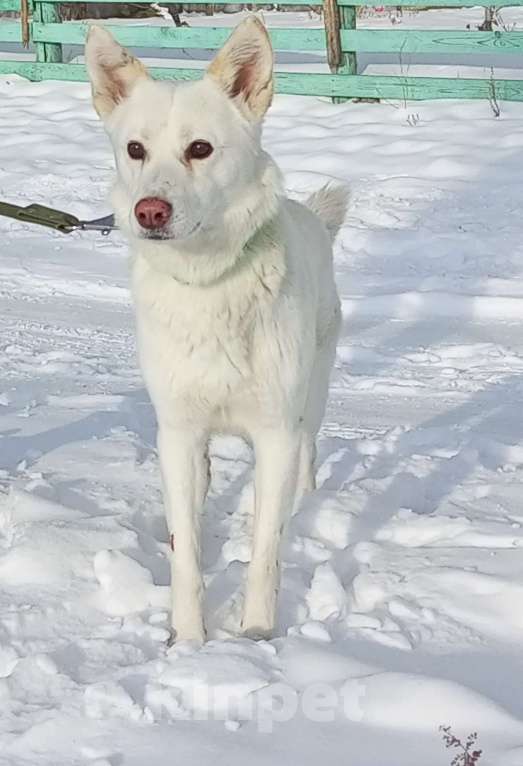 Собаки в Чите:   Собака в самые добрые ручки Мальчик, Бесплатно - фото 2