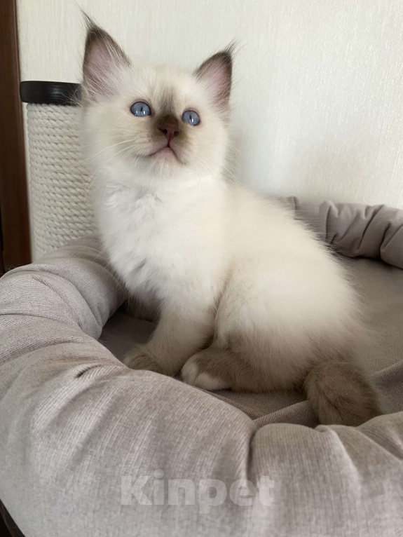 Кошки в Москве: Котенок Парамон МАРИТАНА КЭТ Мальчик, Бесплатно - фото 5