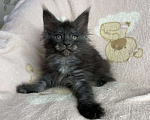 Кошки в Дмитрове: Черная дымчатая девочка мейн кун Yanessa Девочка, 30 000 руб. - фото 4