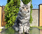 Кошки в Чехове: Мейн-кун котенок Девочка, 15 000 руб. - фото 4