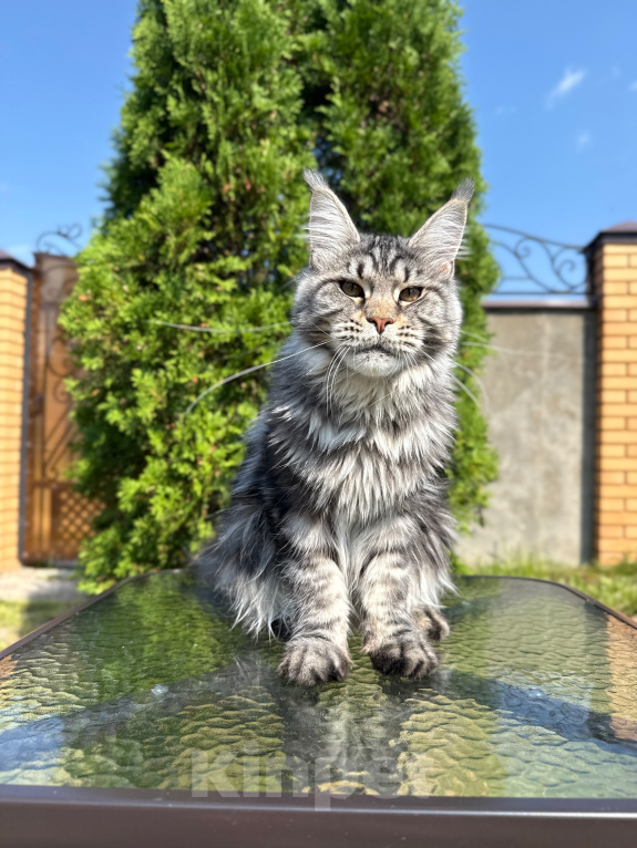 Кошки в Чехове: Мейн-кун котенок Девочка, 15 000 руб. - фото 4