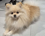 Собаки в Москве: Померанский шпиц малый Девочка, 25 000 руб. - фото 1