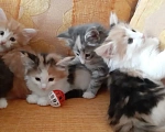 Кошки в Москве: Норвежские лесные котята Девочка, Бесплатно - фото 6
