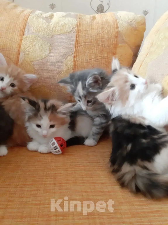 Кошки в Москве: Норвежские лесные котята Девочка, Бесплатно - фото 6