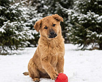 Собаки в Москве: щенок Есения в добрые руки Девочка, Бесплатно - фото 1
