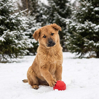 щенок Есения в добрые руки