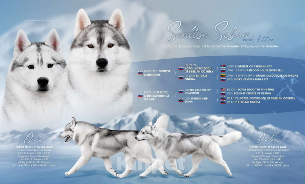 Собаки в Владимире: Сибирский хаски Девочка, Бесплатно - фото 4