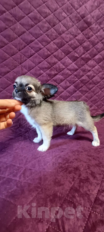 Собаки в Москве: Красавчик соболек  Мальчик, 50 000 руб. - фото 3