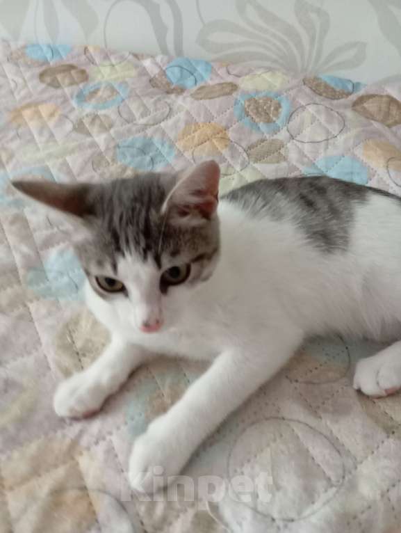 Кошки в Новосибирске: Суперласковый Василек Мальчик, Бесплатно - фото 6