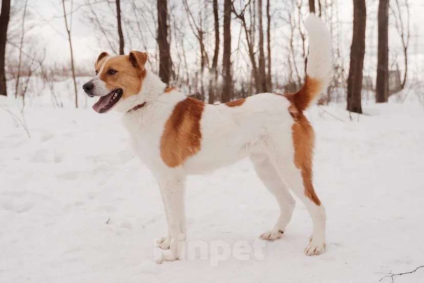 Собаки в Москве: Джайв Мальчик, Бесплатно - фото 2