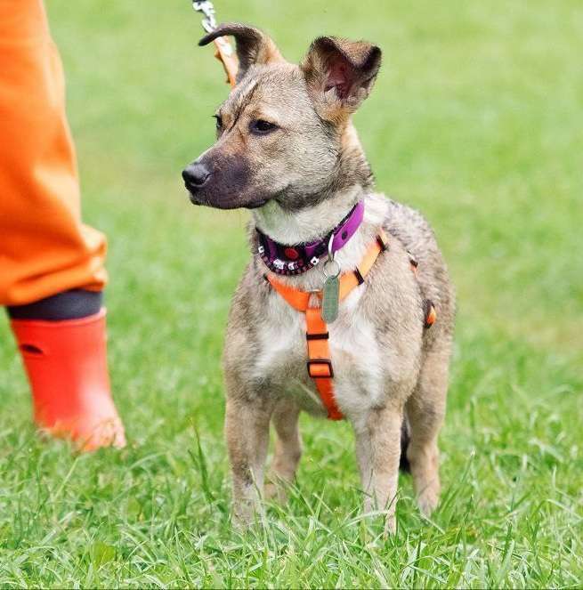 Собаки в Москве: Микки ищет заботливую семью Девочка, Бесплатно - фото 8